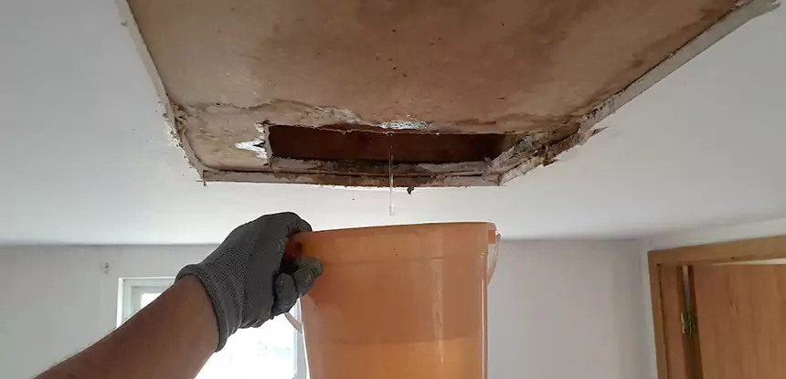 Ceiling Mold Repair East Ellijay